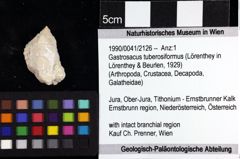 Foto (Objket + Etiketten) von Gastrosacus tuberosiformus (Lörenthey in Lörenthey & Beurlen, 1929) 